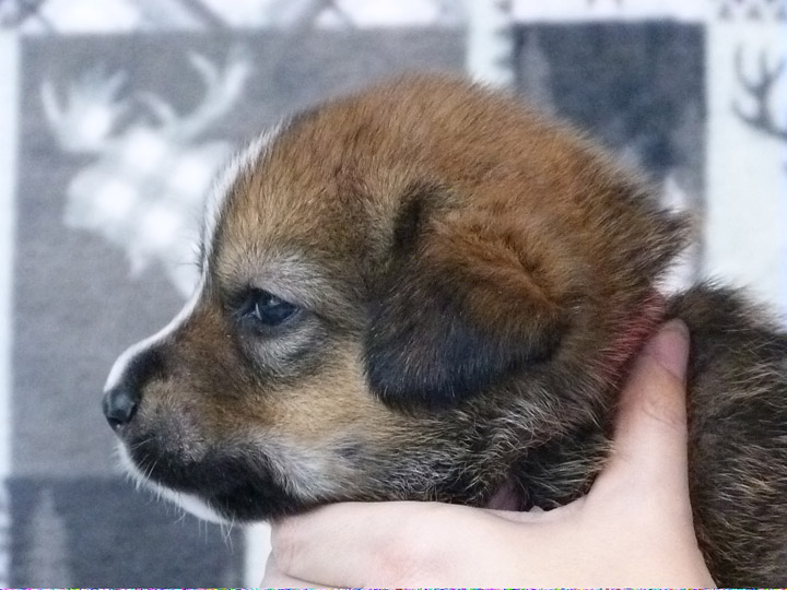 chinook puppy